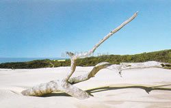 フレーザー島（オーストラリア世界遺産）