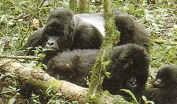 ブウインデイ国立公園（ウガンダ世界遺産）