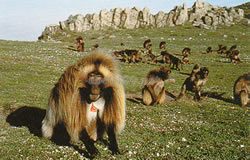 シミエン国立公園（エチオピア世界遺産）