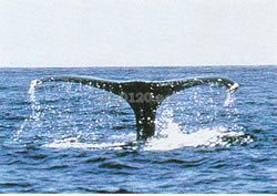 エル・ヴィスカイノクジラ保護区（メキシコ世界遺産）