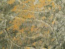 コア渓谷の先史時代の岩壁画（ポルトガル世界遺産）