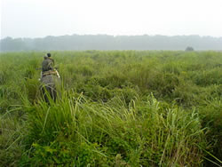 マナス野生生物保護区（インド世界遺産）