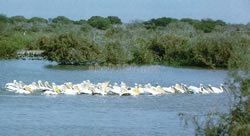 ジュツジ国立鳥類保護区（セネガル世界遺産）