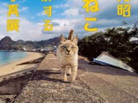 「岩合光昭　いよねこ　猫と旅する写真展」愛媛県美術館