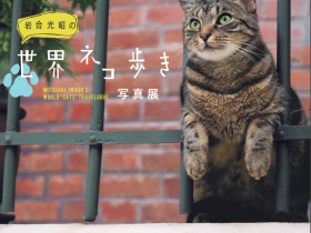 写真展「岩合光昭の世界ネコ歩き」東京富士美術館