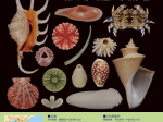 「ウミカラ －海の生きものの殻の話－」千葉県立中央博物館分館 海の博物館