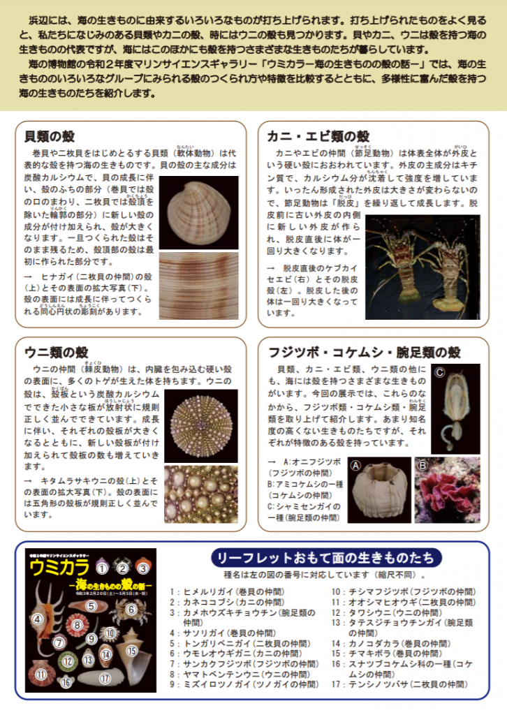「ウミカラ －海の生きものの殻の話－」千葉県立中央博物館分館 海の博物館