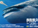 「QooDZILLA!! クジラとイルカの世界」鳥取県立博物館