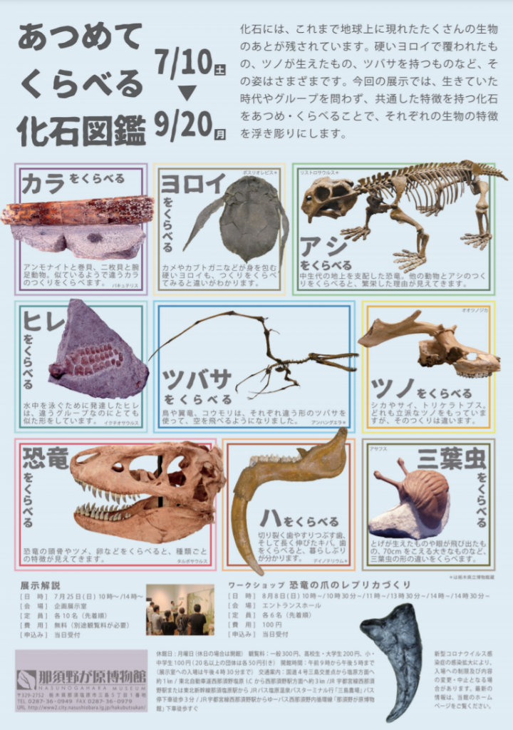 企画展「あつめて くらべる 化石図鑑」那須野が原博物館