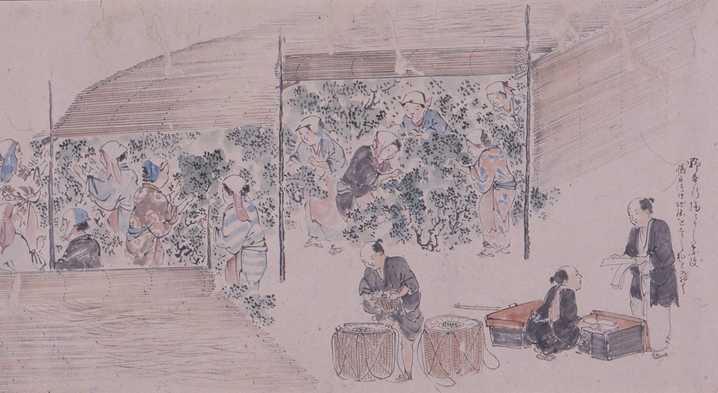 古代製茶之図（部分）　明治5年 宇治・上林記念館蔵