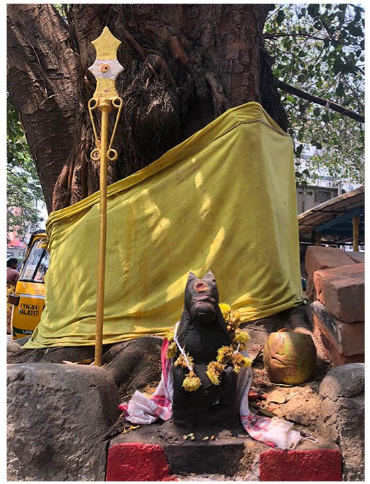 街角のインドボダイジュ。布が捧げられ、聖木として祀られている。インド タミル・ナードゥ州　チェンナイ　2018年　福内千絵撮影