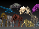 「3D骨格でよみがえる日本の古生物展」平山郁夫シルクロード美術館