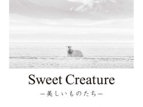 「糸山 英二 写真展：Sweet Creature ー美しいものたちー」キヤノンギャラリー大阪