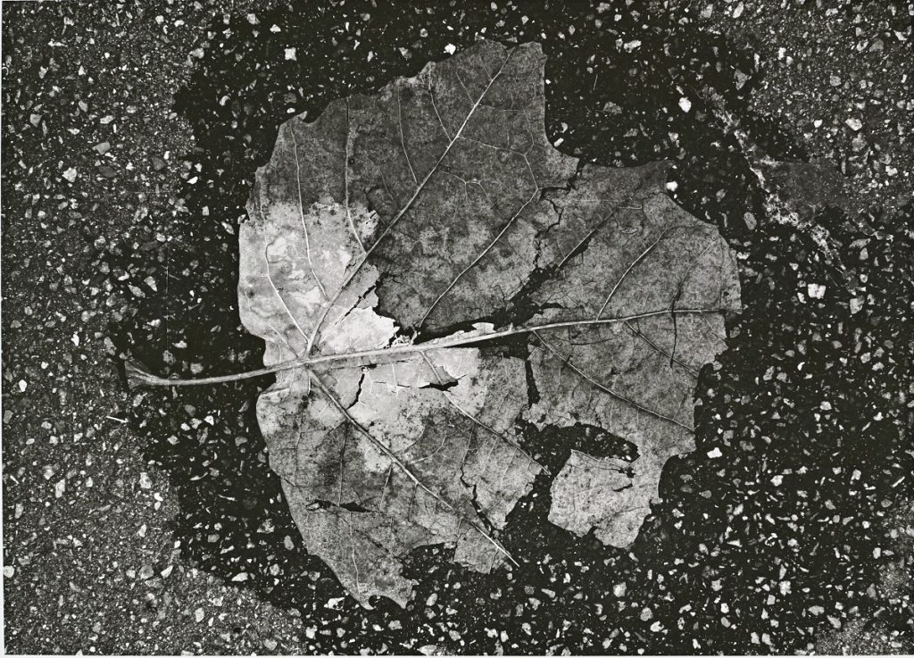 石元泰博《落ち葉》1986-93年 ©高知県, 石元泰博フォトセンター