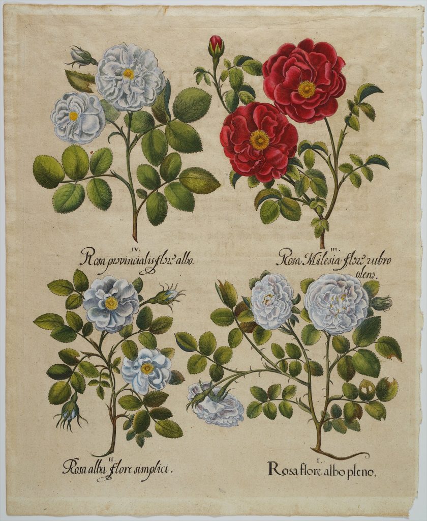 ベスラー『アイヒシュテットの庭園』（1613年）よりPlate 96 コノサーズ・コレクション東京所蔵