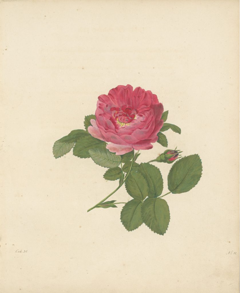 レーシッヒ『バラ彩色図譜』（1802-1820年）よりNo.11 Rosa Francfurtensis L. 当館所蔵