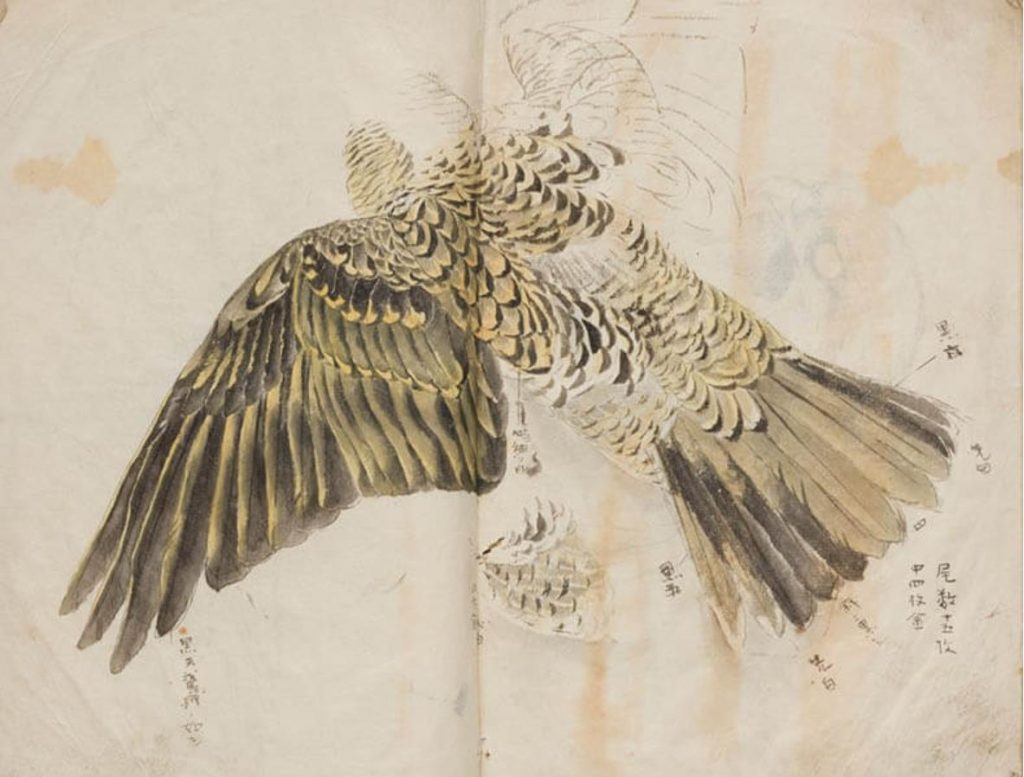竹内栖鳳《写生帖（鳥類写生）》1880–1881年　京都市美術館蔵