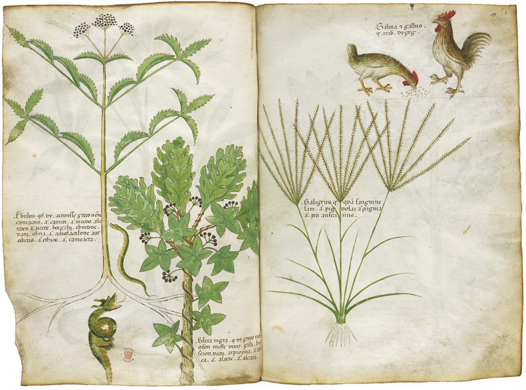 「薬草書」15世紀　大英図書館蔵　©British Library Board