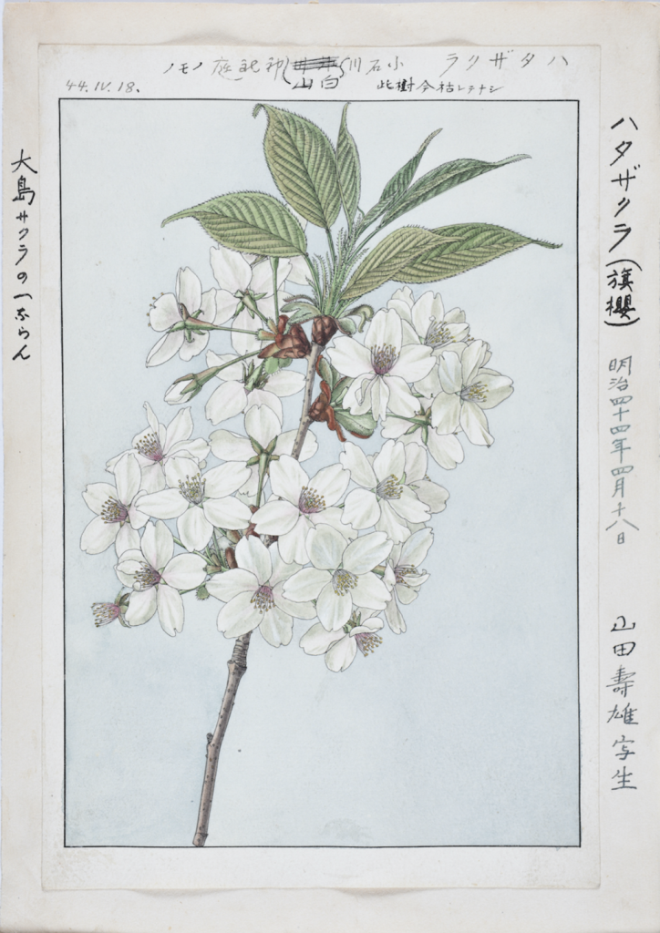 ハタザクラ（旗桜）山田壽雄画 1911年4月18日