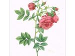 ルドゥテ 1835年「バラ図譜」より     手彩色多色刷点刻銅版画(24×17cm)
