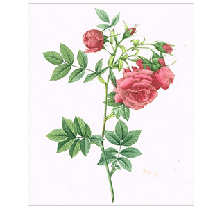 ルドゥテ 1835年「バラ図譜」より     手彩色多色刷点刻銅版画(24×17cm)