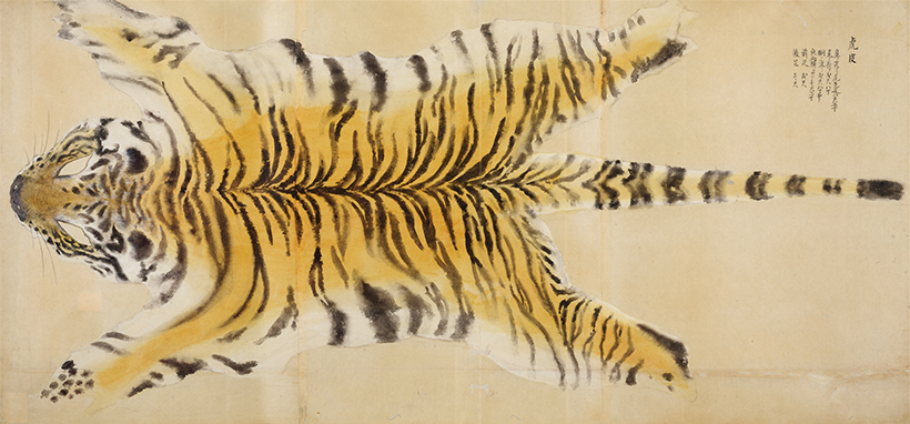 博物館写生図はくぶつかんしゃせいず（虎皮とらがわ） 江戸～明治時代・19世紀 写生図には虎皮のサイズがメモされており、鼻先から尾までは 2ｍ50cmほどです。