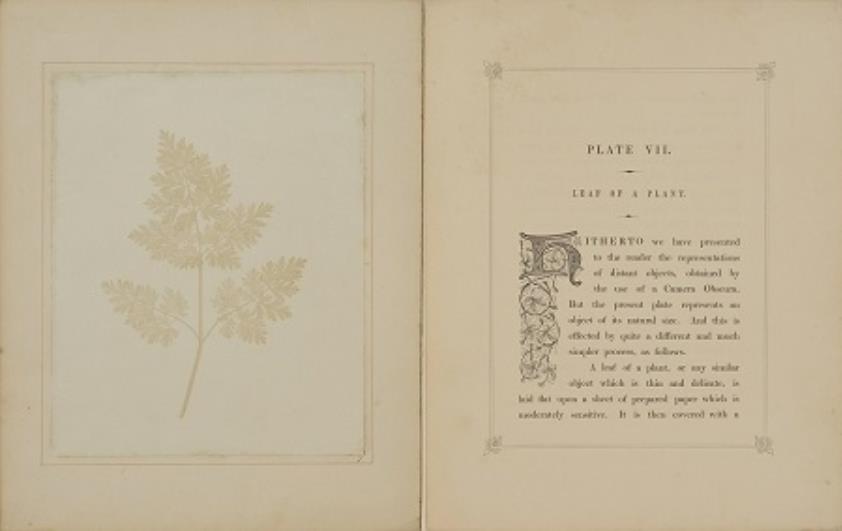 ウィリアム・ヘンリー・フォックス・タルボット《植物の葉》〈自然の鉛筆〉より　1844-46年 カロタイプ　東京都写真美術館蔵［参考図版］