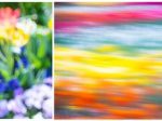 「FLOWER PARK - 写真と香りの展覧会 - 」DAZZLE