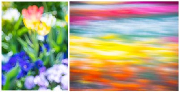 「FLOWER PARK - 写真と香りの展覧会 - 」DAZZLE