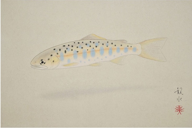 「山女魚」 サイズ：6号   日本の渓流に生息し、その美しさから「渓流の女王」の異名を持つ魚。 通常の色彩から少し変え、柔らかな陽光の中を泳ぐ雰囲気が出るよう描いています。