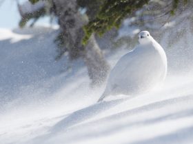 【白雪】