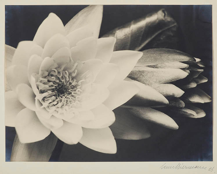 エンネ・ビアマン　《睡蓮》　1927年頃　ゼラチンシルバー・プリント　フォルクヴァング美術館 © Museum Folkwang, Essen