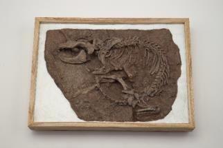 レペノマムス・ギガンティクス化石標本（複製） 国立科学博物館蔵
