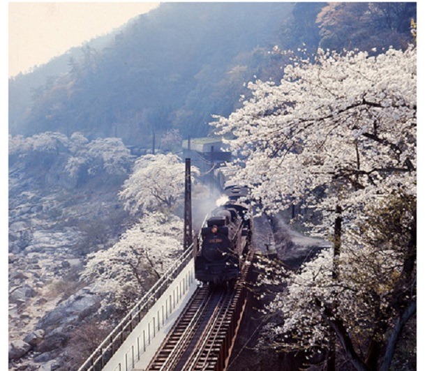 笠置の桜 D51形 1972（昭和47）年4月 関西本線 大河原～笠置