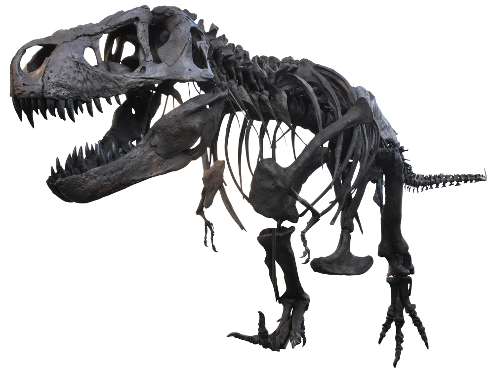 (画像)ティラノサウルスの全身骨格（複製）