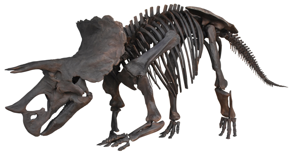 （画像）トリケラトプスの全身骨格（複製）