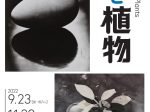 企画展「石と植物」滋賀県立美術館