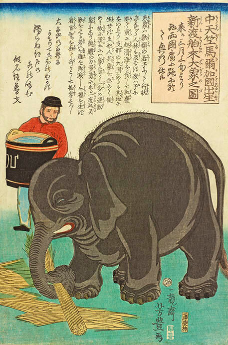 歌川芳豊「中天竺馬爾加国出生新渡舶来大象之図」（前期）