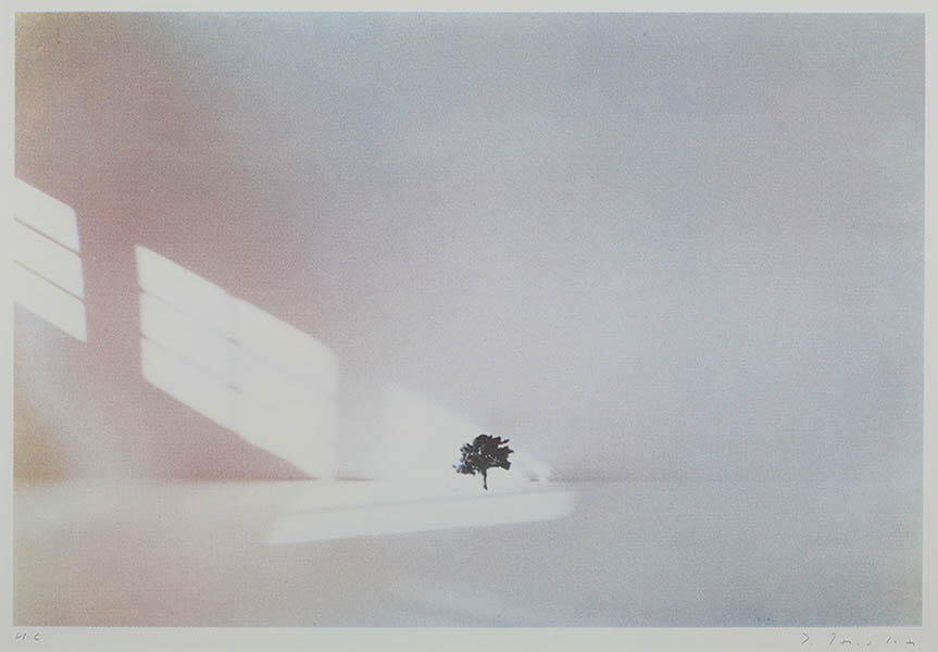 田中孝《Tree》1977年/シルクスクリーン、紙/滋賀県立美術館蔵