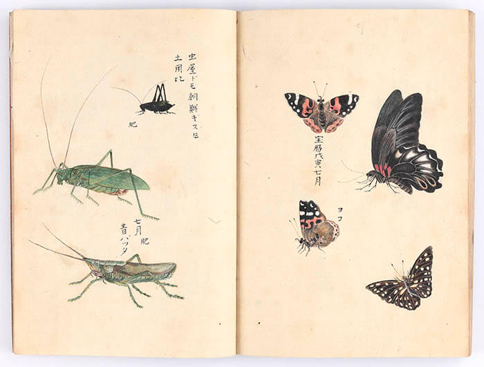 「昆虫胥化図」8 代細川重賢、天明9 年（1789）鶴田健春模写、永青文庫蔵