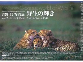 吉野 信 写真展「野生の輝き Glorious world of Wildlife」