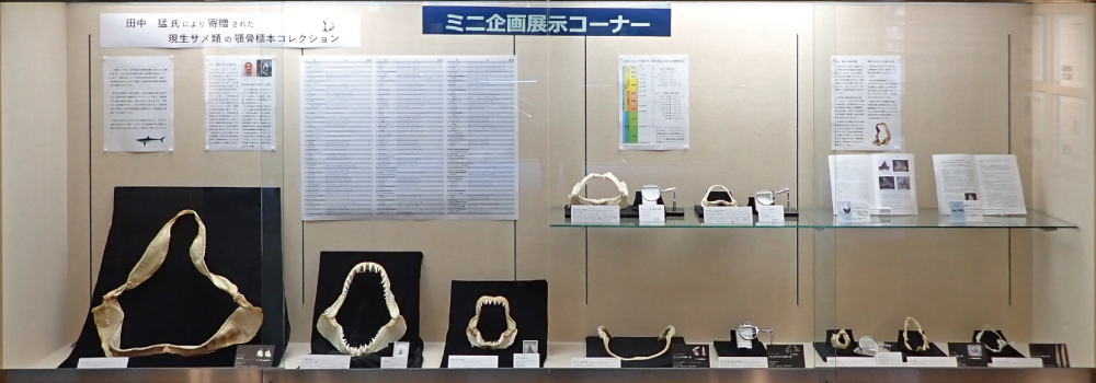 ミニ企画展示「田中　猛氏により寄贈された現生サメ類の顎骨標本コレクション」神奈川県立生命の星・地球博物館