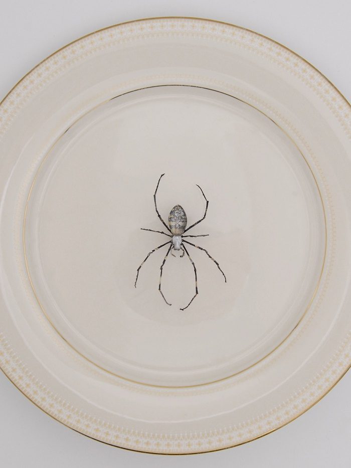 「皿にジョロウグモ」  H26.8×W26.8×D3.4cm　（作品サイズ）  H8.5×W5.7×D2.3cm　（昆虫部分サイズ）  H34×W34×D9cm （アクリルケース額装）  陶（磁器土）、皿（レディメイド）