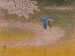 春夕 6号　 弘前市 弘前城（青森県）・カワセミ 桜花漂う水の表　翡翠が翔ぶ