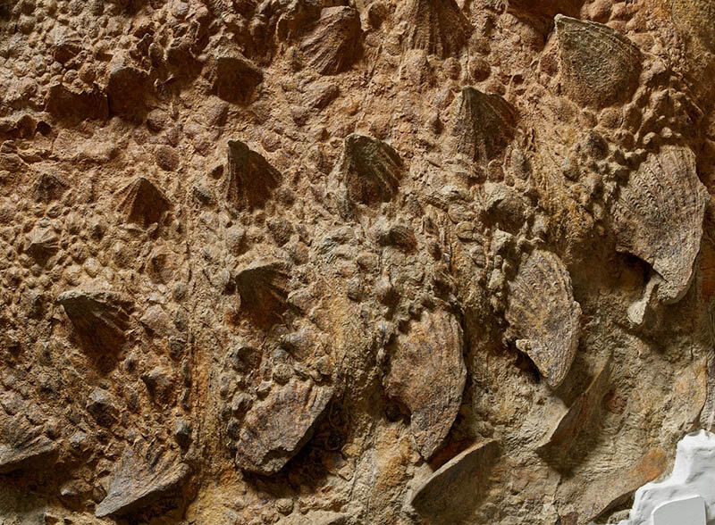 ズール・クルリヴァスタトルの背中部分(実物化石)
©Royal Ontario Museum
photographed by Paul Eekhoff
