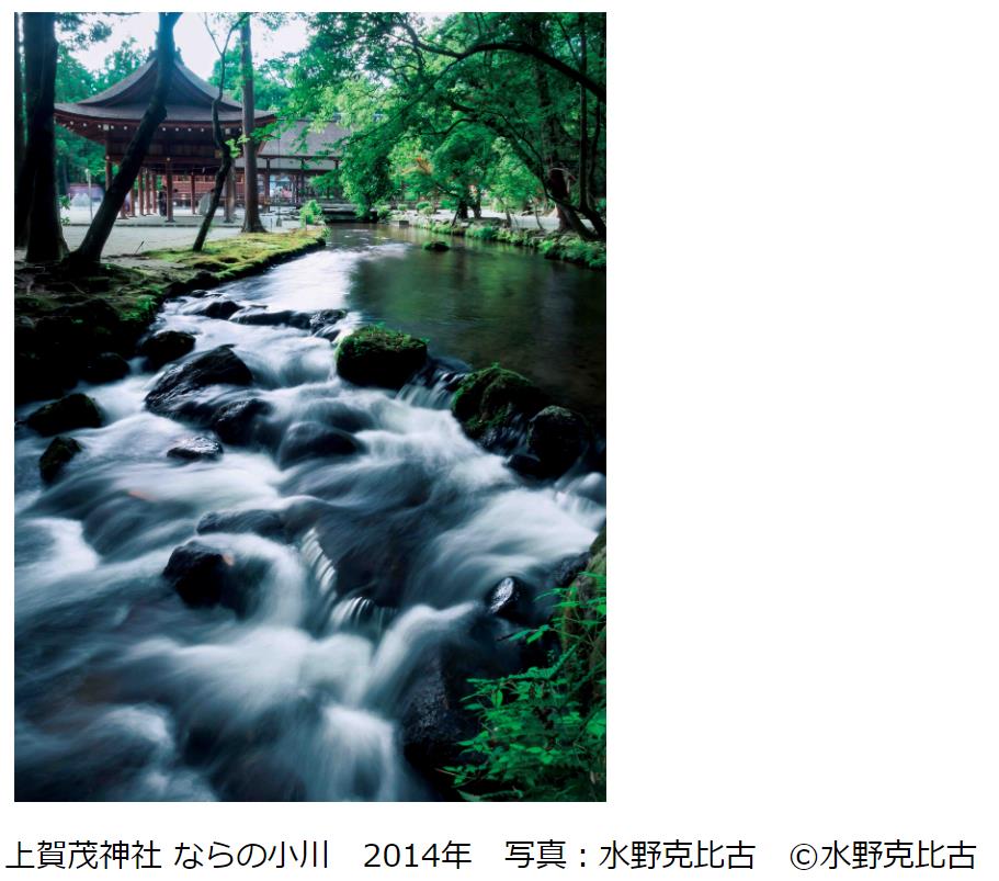 上賀茂神社 ならの小川　2014年　写真：水野克比古　©水野克比古