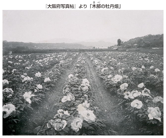 『大阪府写真帖』より「木部きべの牡丹畑」 大正3年（1914） 大阪歴史博物館蔵