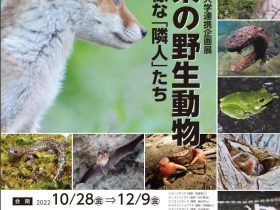 「岐阜県の野生動物　身近で多様な「隣人」たち」岐阜県博物館