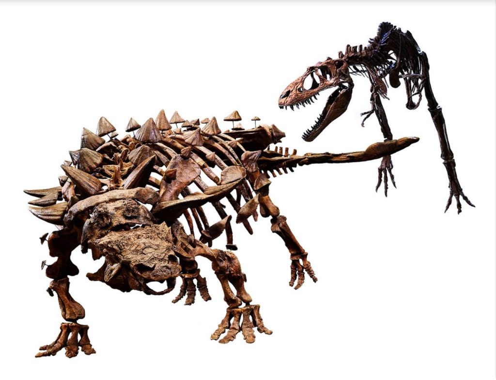 ズール（左）とゴルゴサウルスの対峙シーン©Royal-Ontario-Museum-photographed-by-Paul-Eekhoff.jpg

