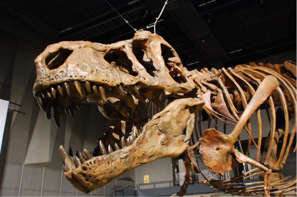 ティラノサウルス「スコッティ」全身復元骨格（むかわ町穂別博物館所蔵）©Courtesy-of-The-Royal-Saskatchewan-Museum.jpg


